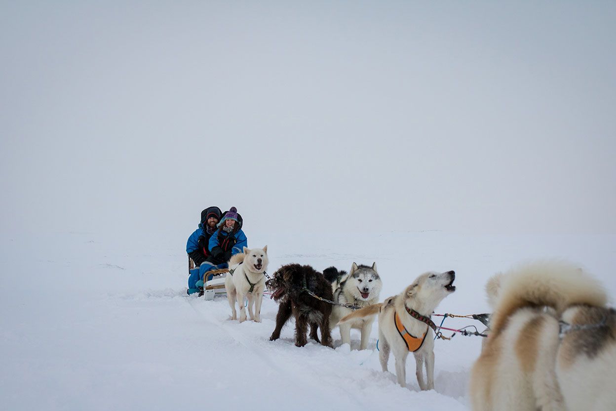 Dog sledding in Iceland